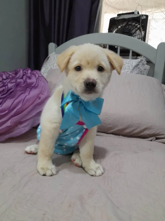 Cachorro ra a Srd idade 2 a 6 meses nome Noah
