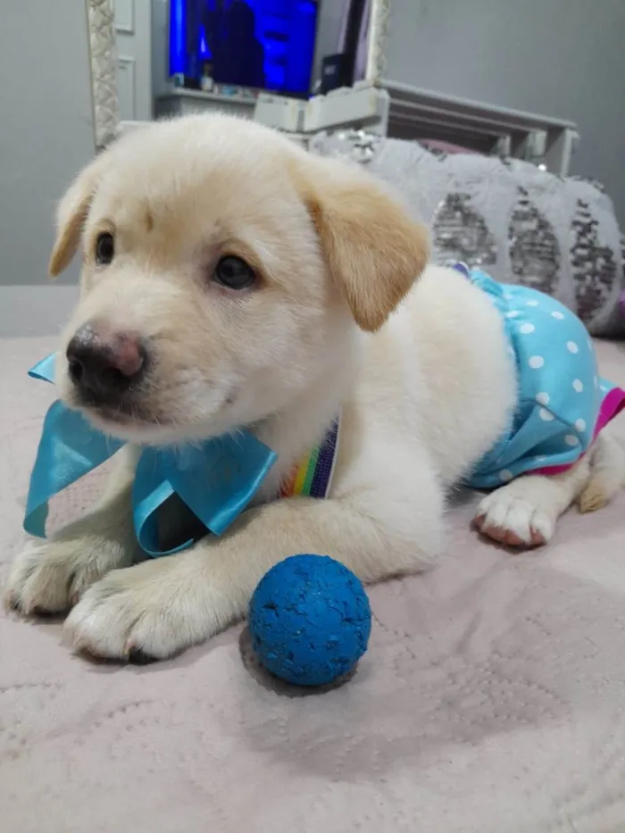 Cachorro ra a Srd idade 2 a 6 meses nome Noah