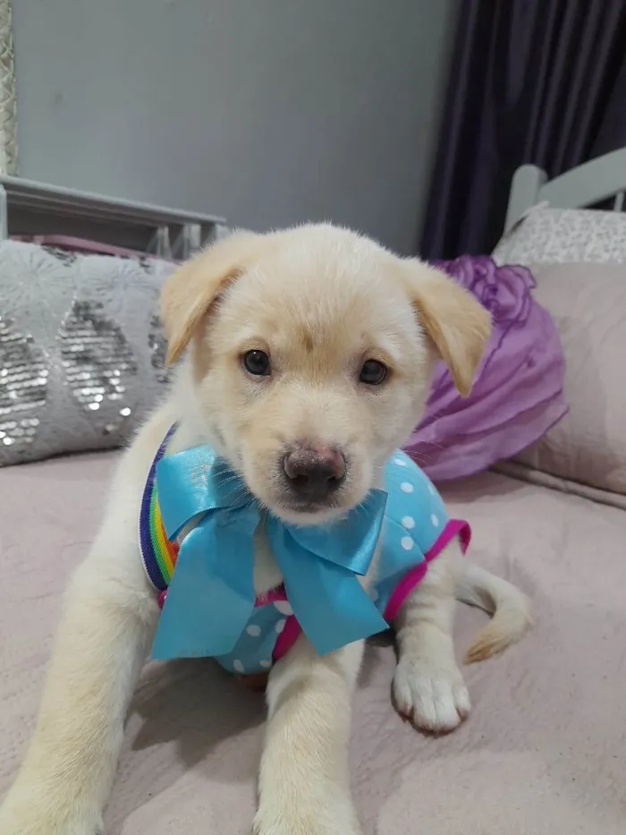 Cachorro ra a Srd idade 2 a 6 meses nome Noah