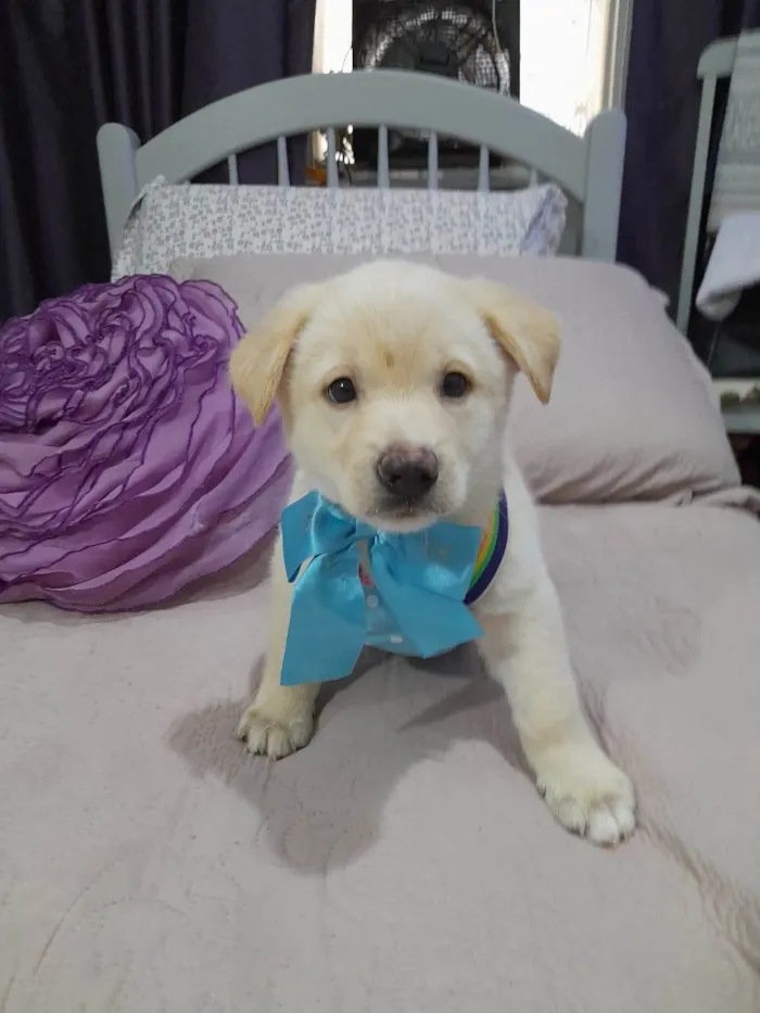 Cachorro ra a Srd idade 2 a 6 meses nome Noah