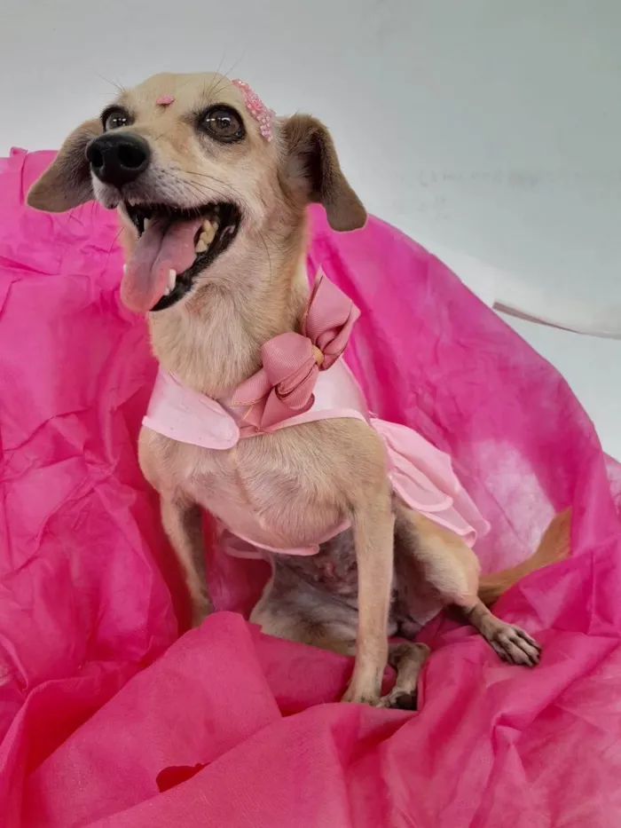Cachorro ra a Srd idade 6 ou mais anos nome Nina