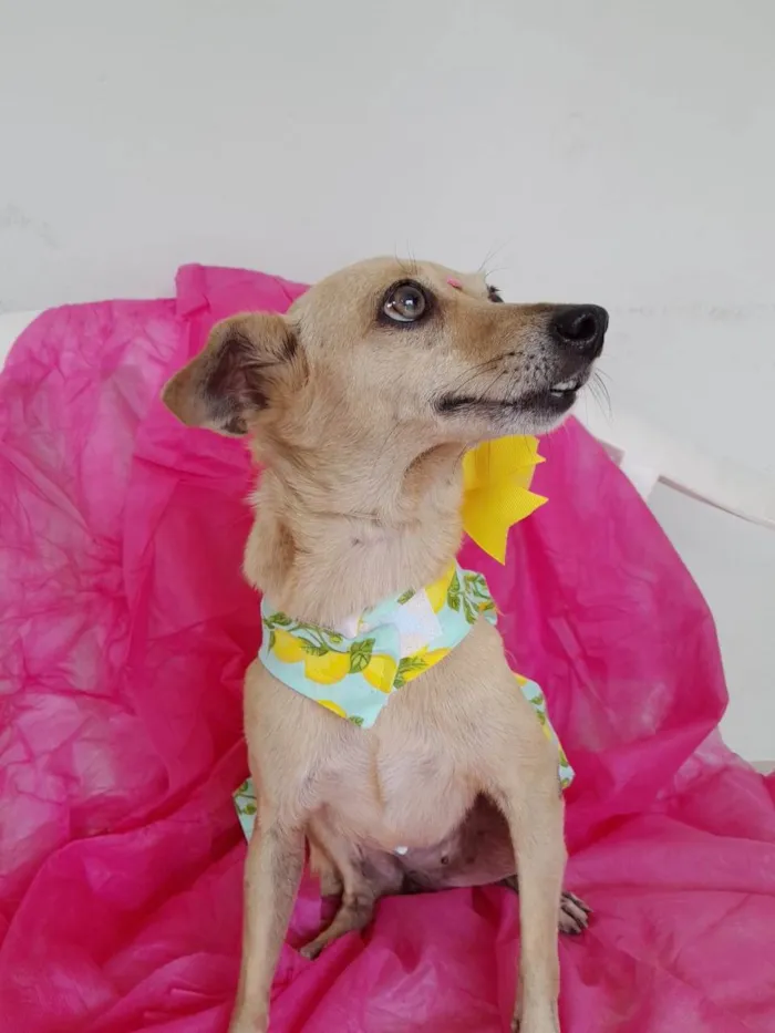 Cachorro ra a Srd idade 6 ou mais anos nome Nina