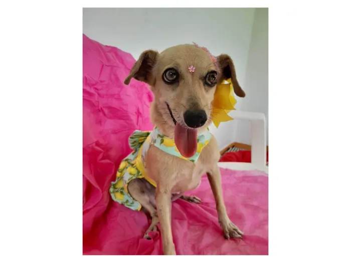 Cachorro ra a Srd idade 6 ou mais anos nome Nina