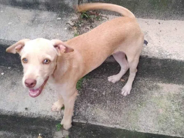 Cachorro ra a Mistura  idade 7 a 11 meses nome Lili