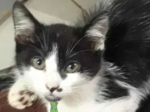 Gato raça Mestico  idade 2 a 6 meses nome Júlio 