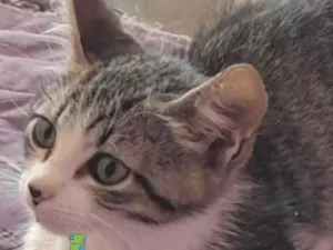 Gato raça Mestico  idade 2 a 6 meses nome Teo 