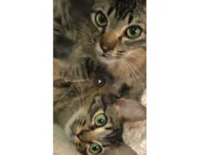 Gato raça SRD-ViraLata idade 7 a 11 meses nome Sem nome