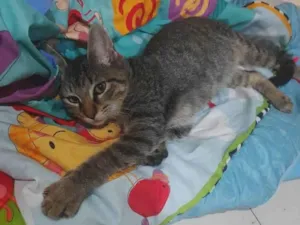 Gato raça SRD-ViraLata idade 2 a 6 meses nome Eu coloquei o nome Dino 