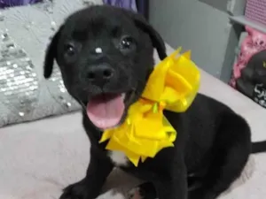 Cachorro raça Srd idade 2 a 6 meses nome Pérola 