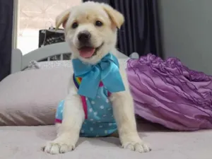 Cachorro raça Srd idade 2 a 6 meses nome Noah