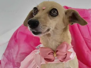 Cachorro raça Srd idade 6 ou mais anos nome Nina