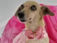 Nina
