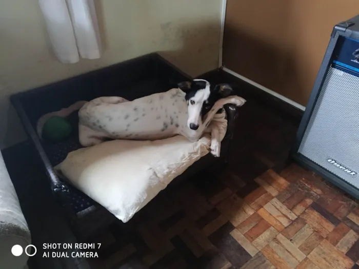 Cachorro ra a SRD-ViraLata idade 2 anos nome Nina