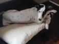 Nina