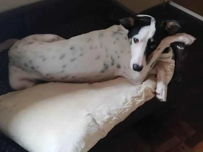 Cachorro ra a SRD-ViraLata idade 2 anos nome Nina