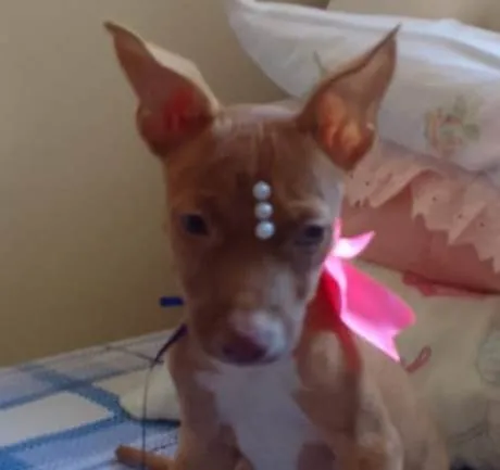 Cachorro ra a Srd idade 2 a 6 meses nome Pietra