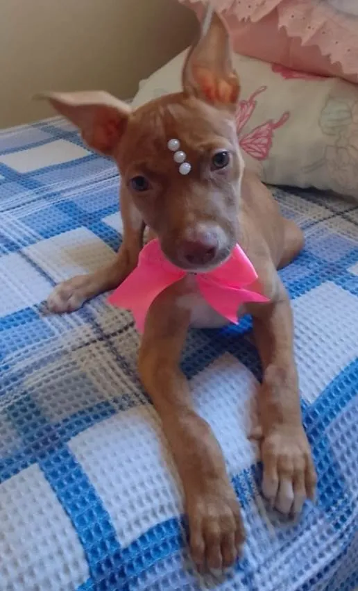 Cachorro ra a Srd idade 2 a 6 meses nome Pietra
