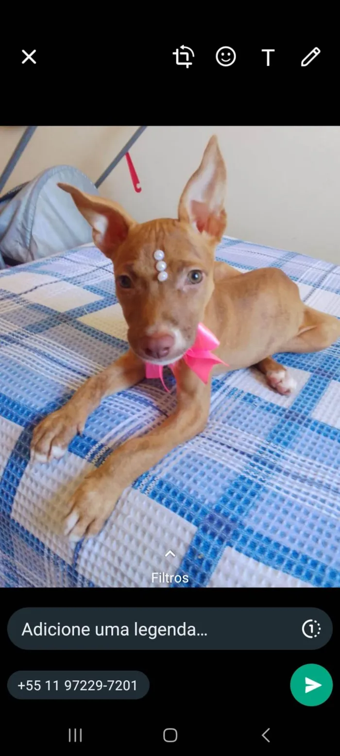 Cachorro ra a Srd idade 2 a 6 meses nome Pietra