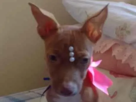 Cachorro ra a Srd idade 2 a 6 meses nome Pietra