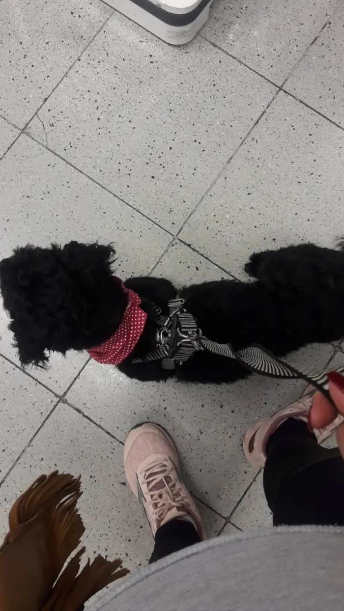 Cachorro ra a Poodle idade 4 anos nome GRATIFICA - Jôjô