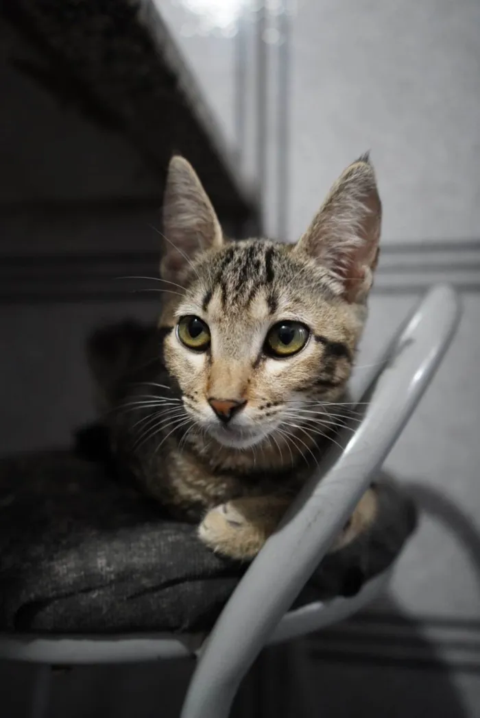 Gato ra a Sem raça definida idade 2 a 6 meses nome ADOTADA