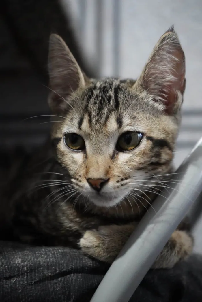 Gato ra a Sem raça definida idade 2 a 6 meses nome ADOTADA