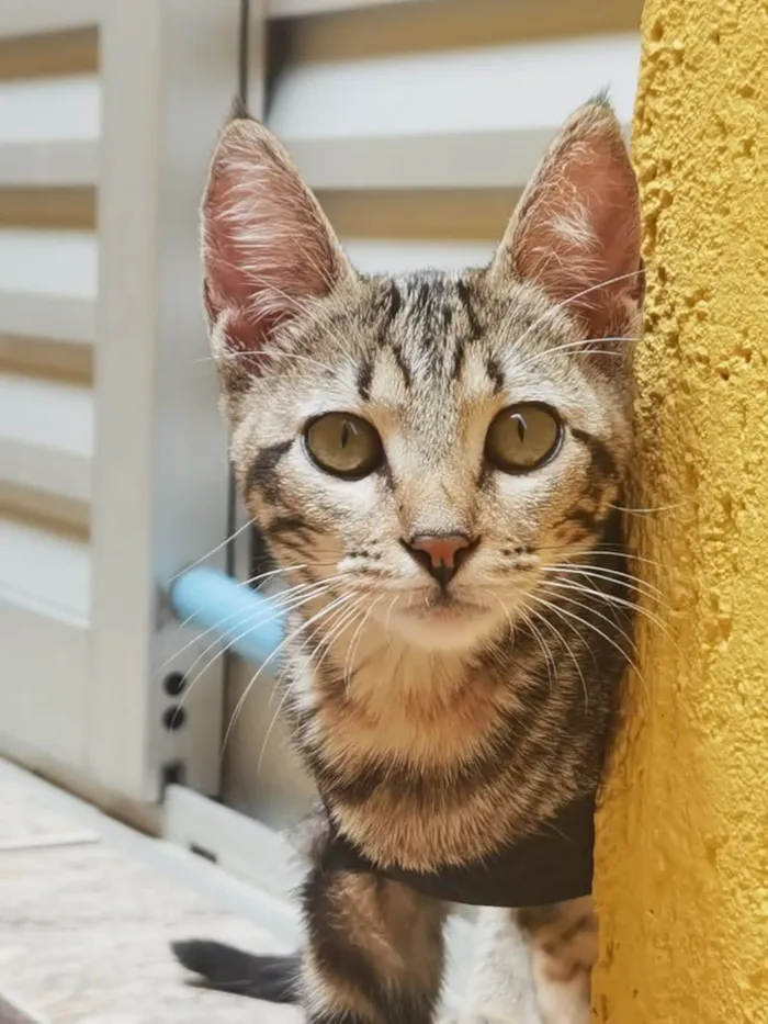 Gato ra a Sem raça definida idade 2 a 6 meses nome ADOTADA