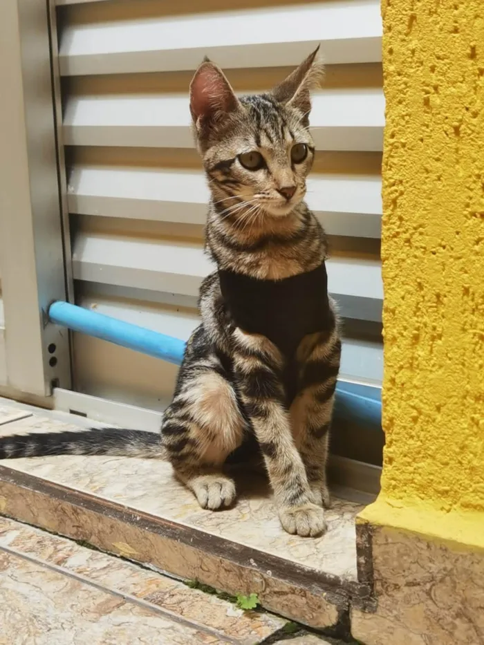 Gato ra a Sem raça definida idade 2 a 6 meses nome ADOTADA