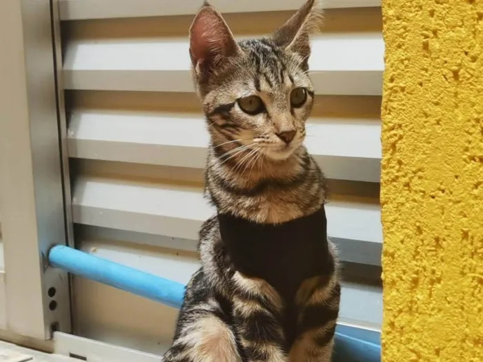 Gato ra a Sem raça definida idade 2 a 6 meses nome ADOTADA