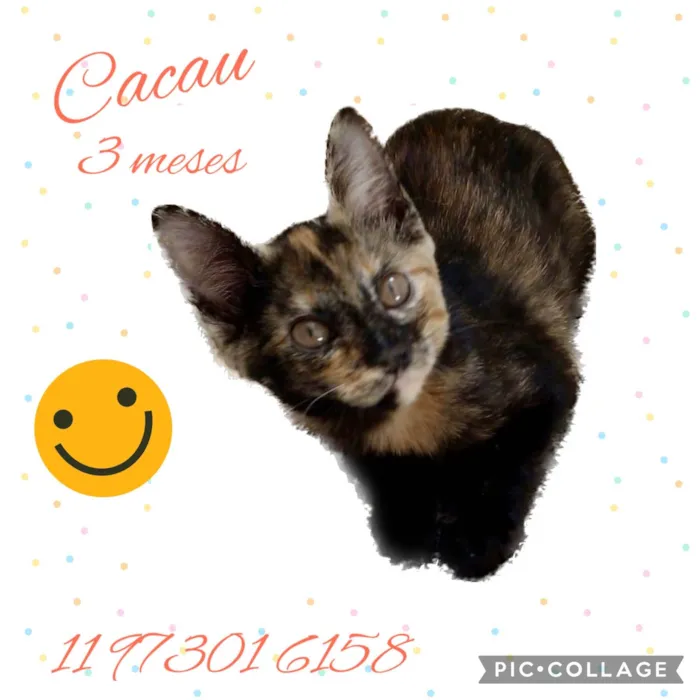 Gato raça Srd idade 2 a 6 meses nome Cacau