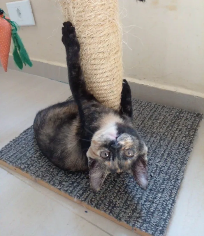 Gato raça Srd idade 2 a 6 meses nome Cacau