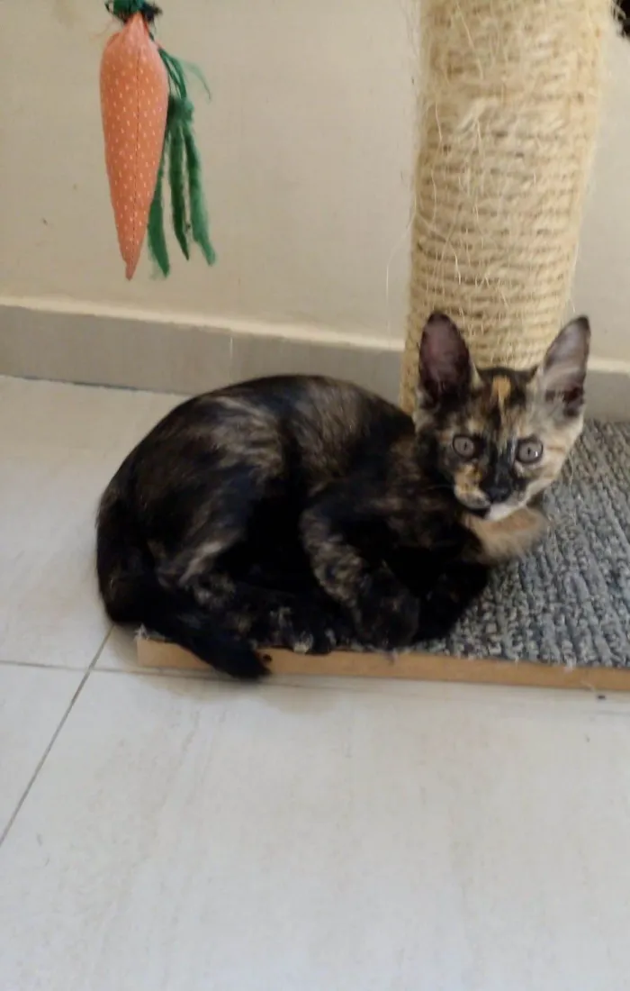 Gato raça Srd idade 2 a 6 meses nome Cacau