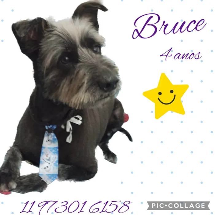 Cachorro raça Srd idade 4 anos nome Bruce