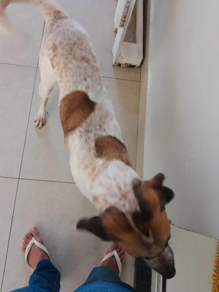 Cachorro ra a SRD-ViraLata idade 2 anos nome Thor