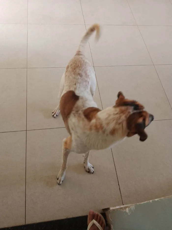 Cachorro ra a SRD-ViraLata idade 2 anos nome Thor