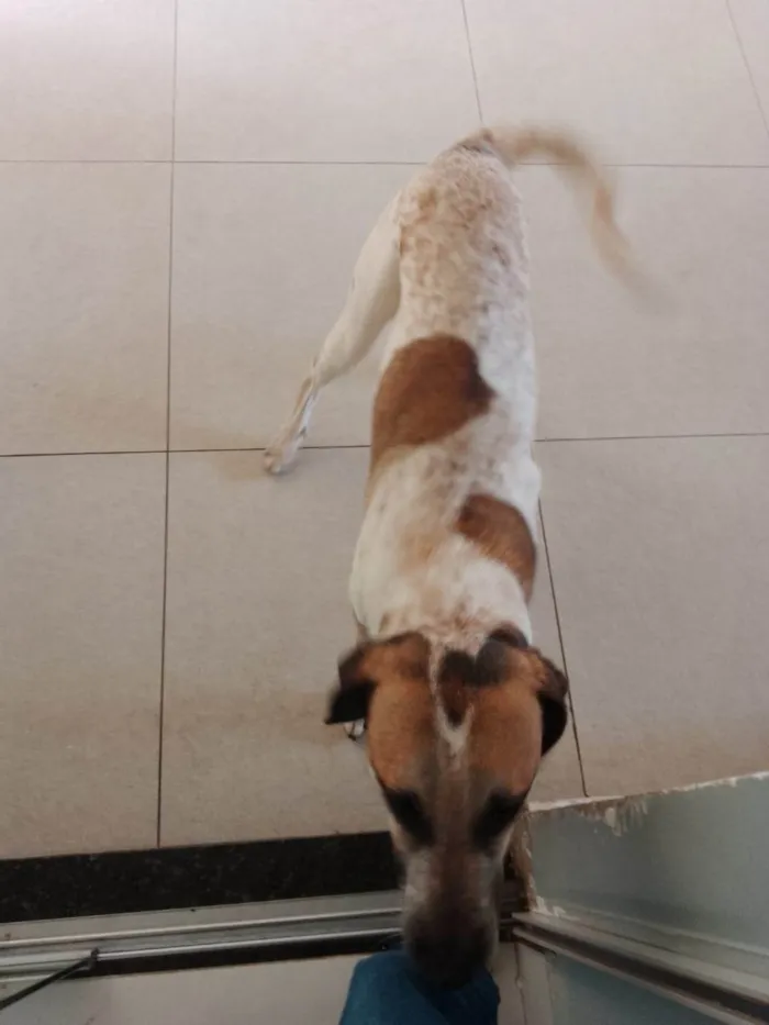 Cachorro ra a SRD-ViraLata idade 2 anos nome Thor