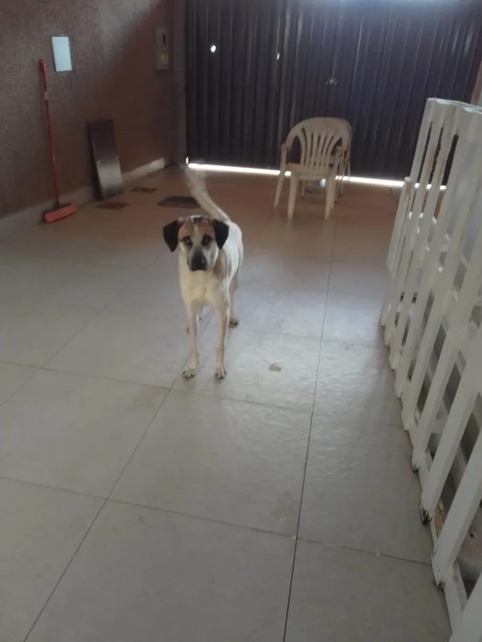 Cachorro ra a SRD-ViraLata idade 2 anos nome Thor