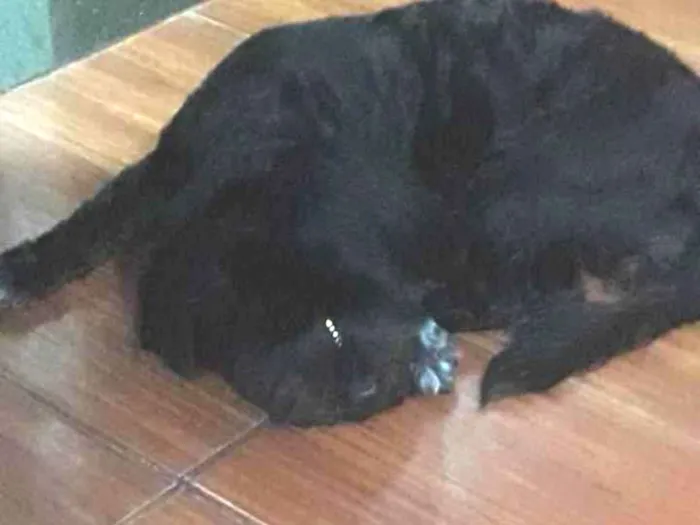 Cachorro ra a Poodle idade 4 anos nome GRATIFICA - Jôjô