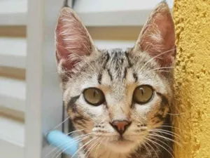 Gato raça Sem raça definida idade 2 a 6 meses nome ADOTADA