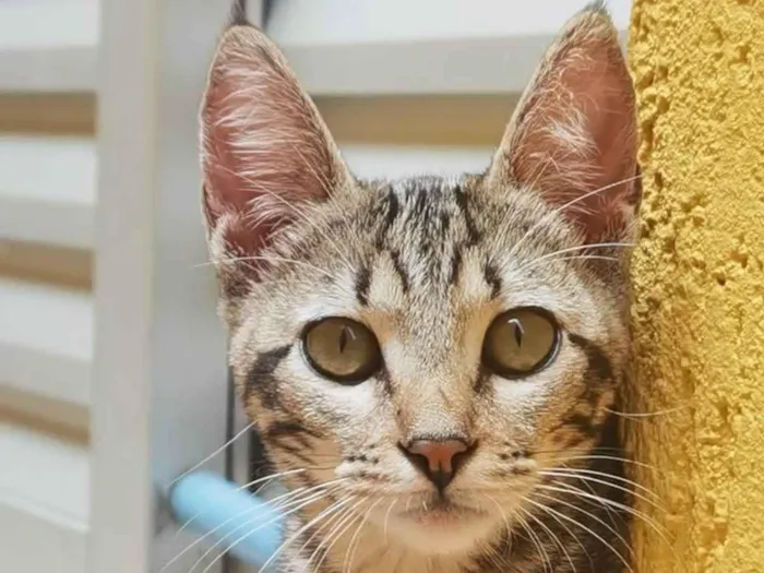 Gato ra a Sem raça definida idade 2 a 6 meses nome ADOTADA