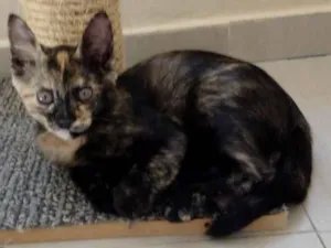 Gato raça Srd idade 2 a 6 meses nome Cacau