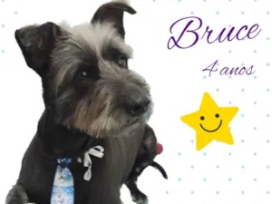Cachorro raça Srd idade 4 anos nome Bruce
