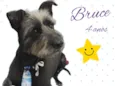 Cachorro raça Srd idade 4 anos nome Bruce