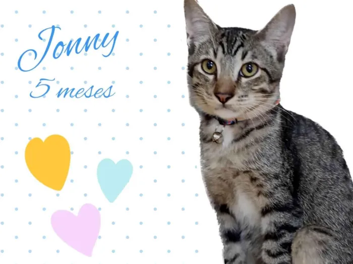 Gato raça Srd idade 2 a 6 meses nome Jonny