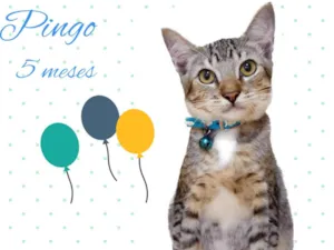 Gato raça Srd idade 2 a 6 meses nome Pingo