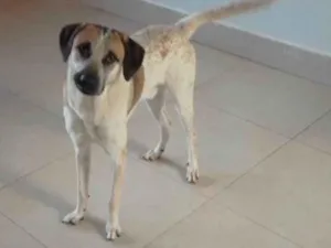 Cachorro raça SRD-ViraLata idade 2 anos nome Thor