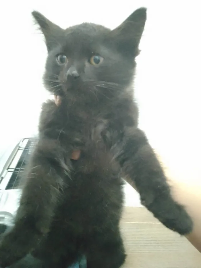 Gato ra a SRD-ViraLata idade Abaixo de 2 meses nome 3 meninas