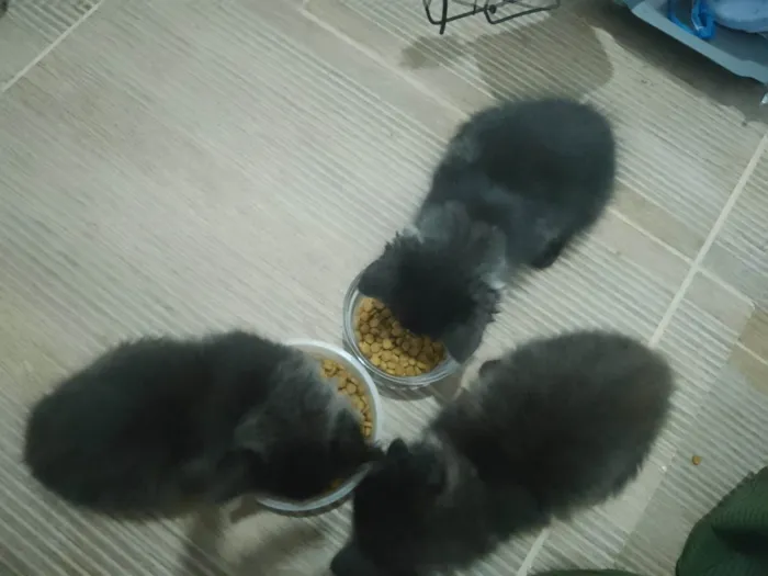 Gato ra a SRD-ViraLata idade Abaixo de 2 meses nome 3 meninas