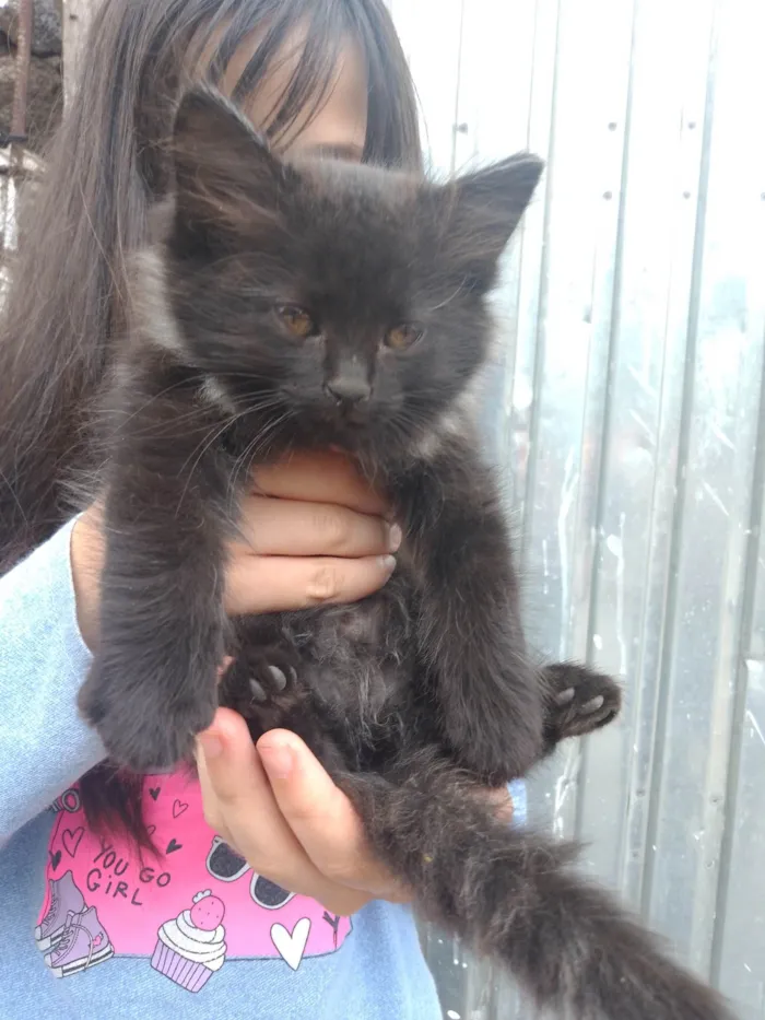 Gato ra a SRD-ViraLata idade Abaixo de 2 meses nome 3 meninas