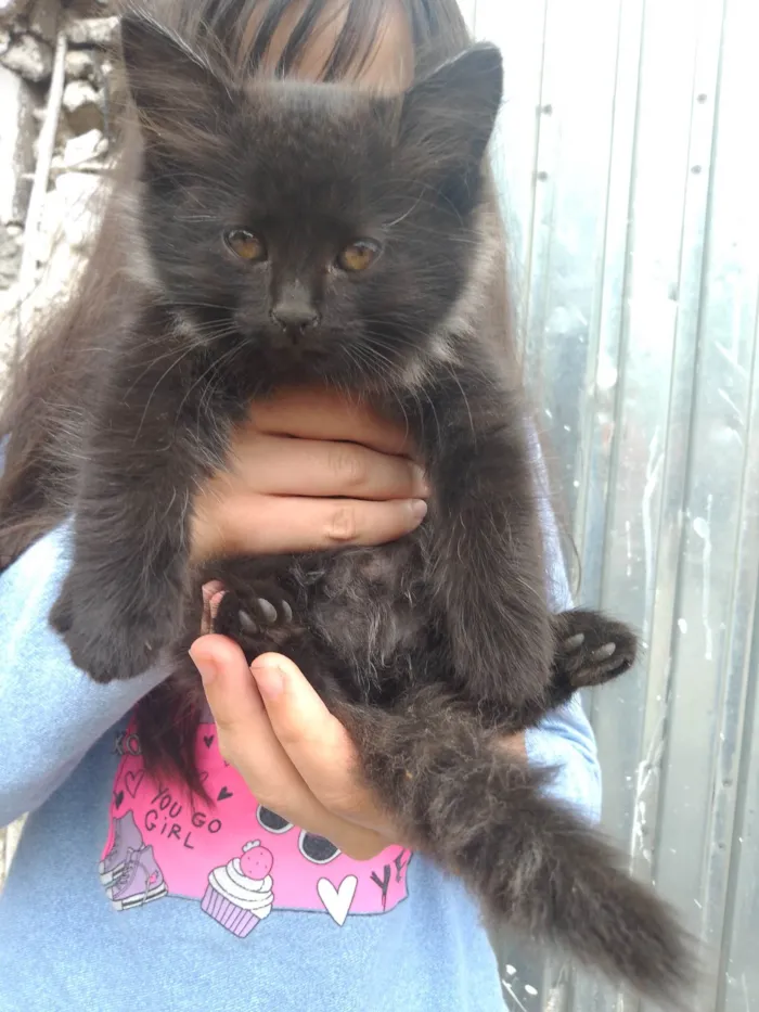 Gato ra a SRD-ViraLata idade Abaixo de 2 meses nome 3 meninas